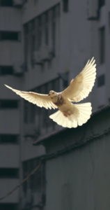 cooperans-dove-governance
